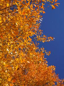 Preview wallpaper tree, branches, leaves, yellow, autumn