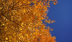 Preview wallpaper tree, branches, leaves, yellow, autumn