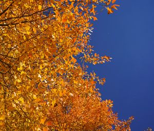 Preview wallpaper tree, branches, leaves, yellow, autumn