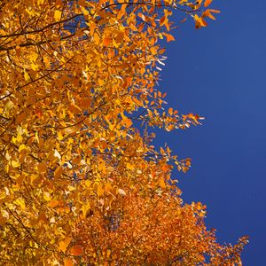 Preview wallpaper tree, branches, leaves, yellow, autumn