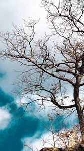 Preview wallpaper tree, branches, leaves, dry, nature