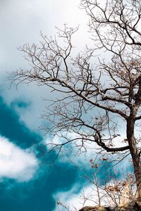 Preview wallpaper tree, branches, leaves, dry, nature