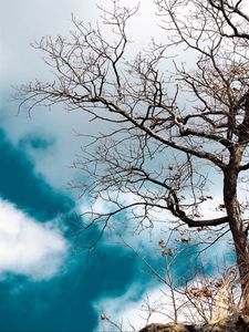 Preview wallpaper tree, branches, leaves, dry, nature