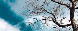 Preview wallpaper tree, branches, leaves, dry, nature