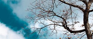 Preview wallpaper tree, branches, leaves, dry, nature