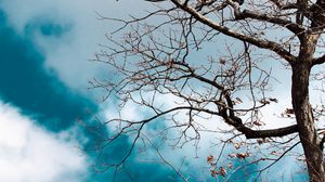 Preview wallpaper tree, branches, leaves, dry, nature