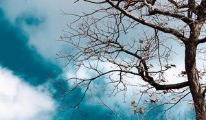 Preview wallpaper tree, branches, leaves, dry, nature