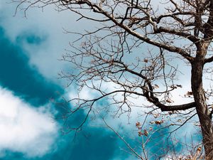 Preview wallpaper tree, branches, leaves, dry, nature