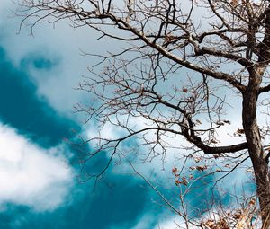 Preview wallpaper tree, branches, leaves, dry, nature
