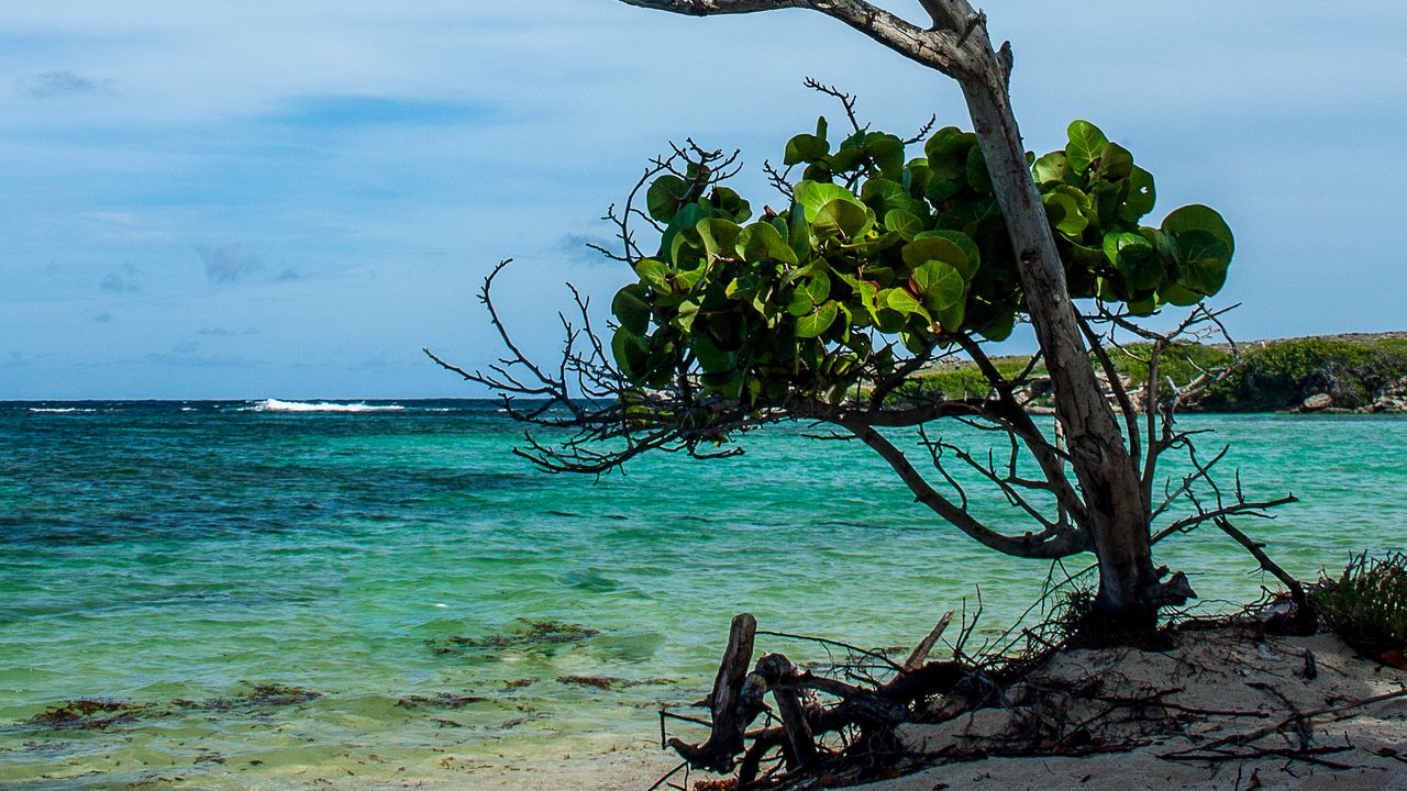 Wallpaper tree, branches, leaves, shore, sea