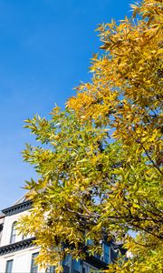 Preview wallpaper tree, branches, leaves, sky, building