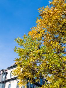 Preview wallpaper tree, branches, leaves, sky, building