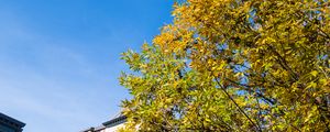 Preview wallpaper tree, branches, leaves, sky, building