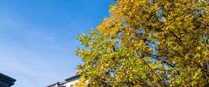 Preview wallpaper tree, branches, leaves, sky, building