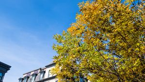 Preview wallpaper tree, branches, leaves, sky, building