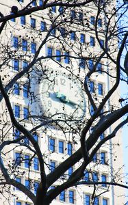 Preview wallpaper tree, branches, leaves, building, clock