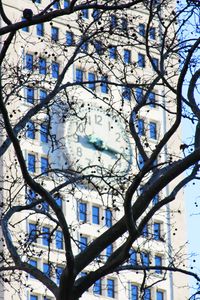 Preview wallpaper tree, branches, leaves, building, clock