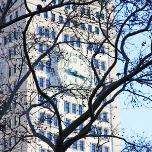 Preview wallpaper tree, branches, leaves, building, clock