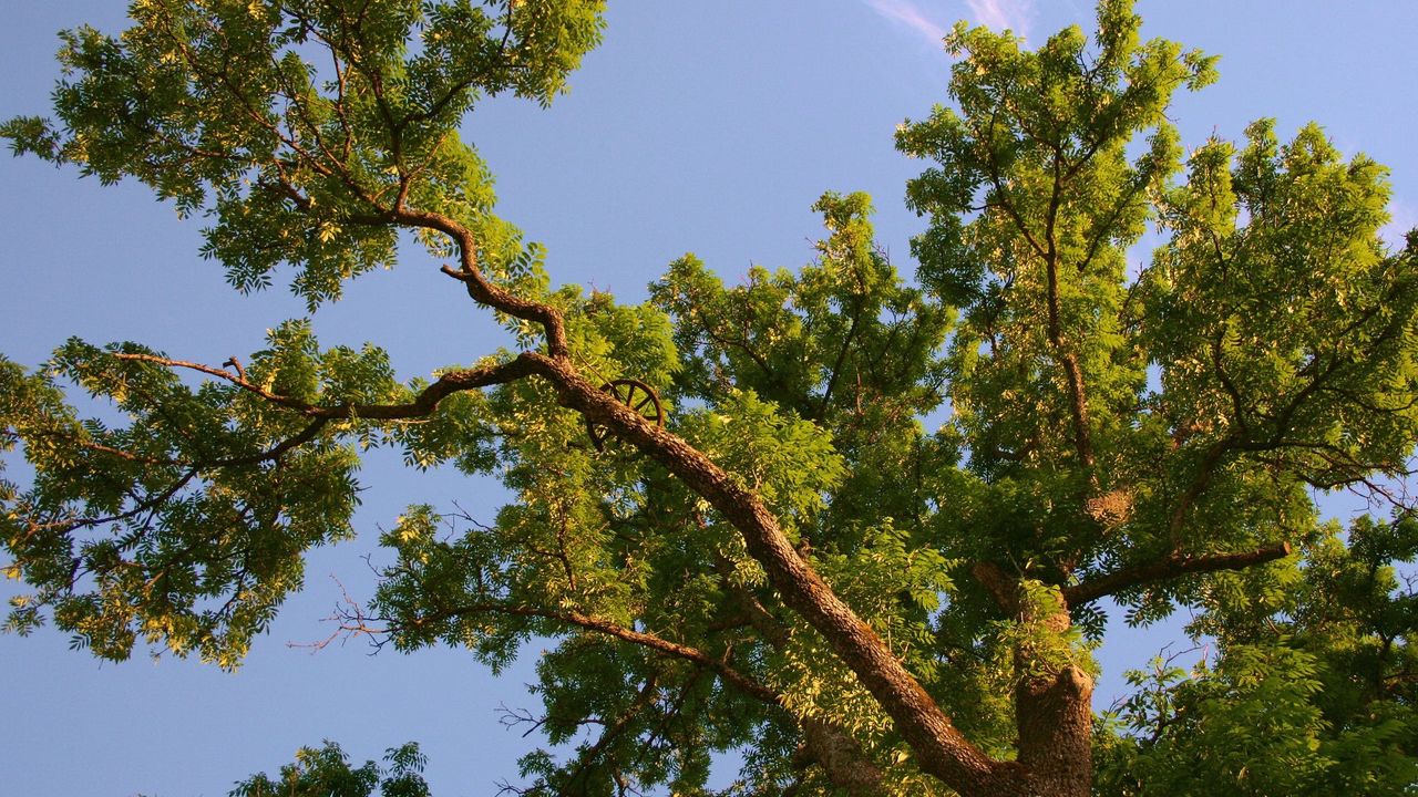 Wallpaper tree, branches, long-term, summer, from below, sky, blue