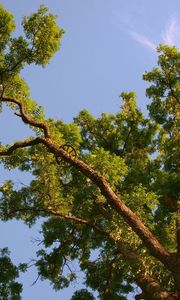 Preview wallpaper tree, branches, long-term, summer, from below, sky, blue