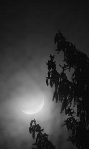 Preview wallpaper tree, branches, moon, fog, night, dark