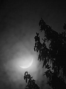 Preview wallpaper tree, branches, moon, fog, night, dark