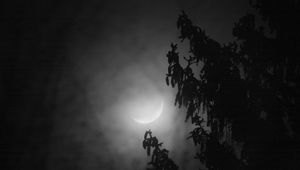 Preview wallpaper tree, branches, moon, fog, night, dark