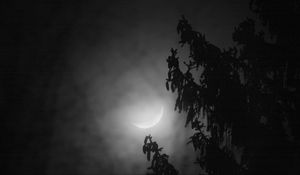 Preview wallpaper tree, branches, moon, fog, night, dark