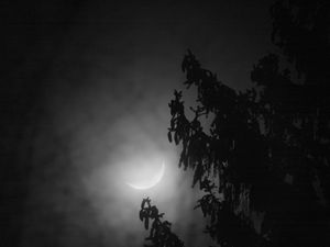 Preview wallpaper tree, branches, moon, fog, night, dark