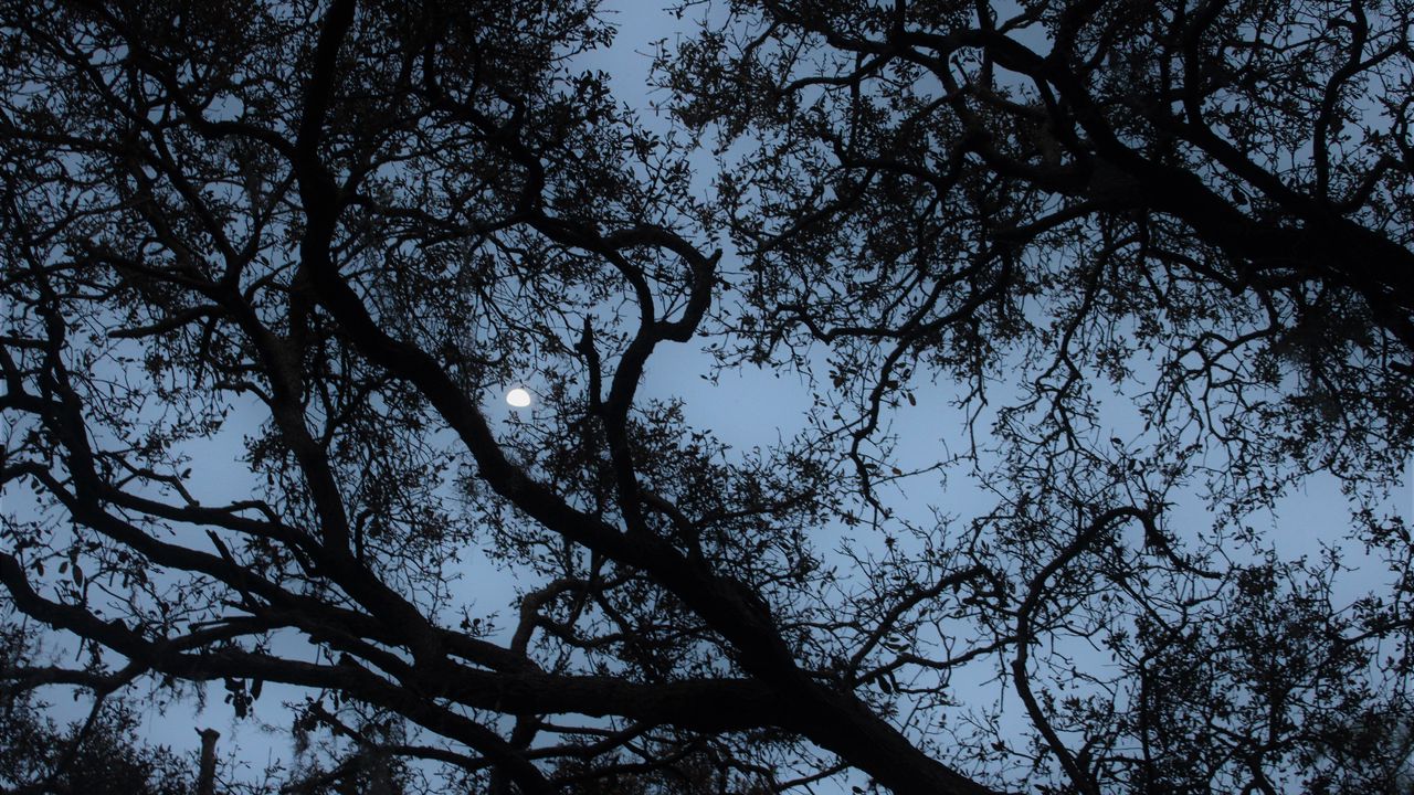 Wallpaper tree, branches, moon, twilight, dark