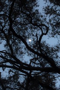 Preview wallpaper tree, branches, moon, twilight, dark