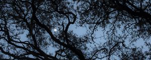 Preview wallpaper tree, branches, moon, twilight, dark