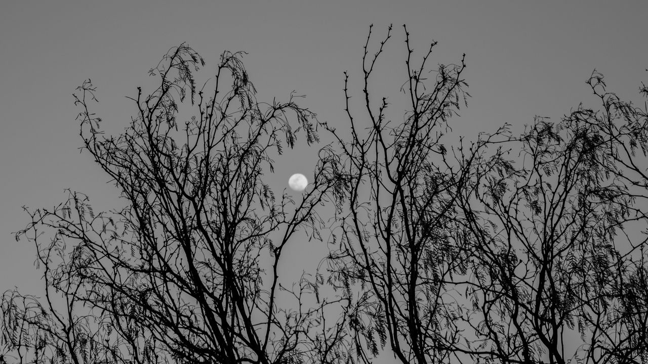 Wallpaper tree, branches, moon, black and white