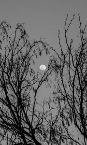 Preview wallpaper tree, branches, moon, black and white