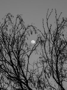 Preview wallpaper tree, branches, moon, black and white