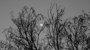 Preview wallpaper tree, branches, moon, black and white