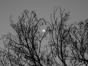 Preview wallpaper tree, branches, moon, black and white