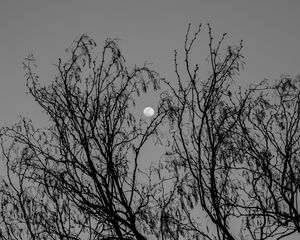 Preview wallpaper tree, branches, moon, black and white