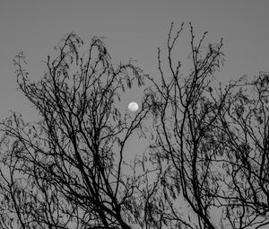 Preview wallpaper tree, branches, moon, black and white