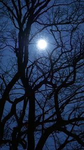 Preview wallpaper tree, branches, moon, night, dark