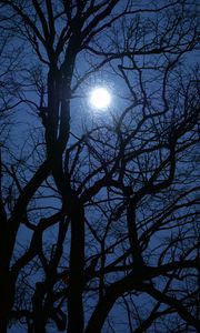 Preview wallpaper tree, branches, moon, night, dark