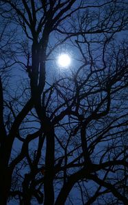 Preview wallpaper tree, branches, moon, night, dark