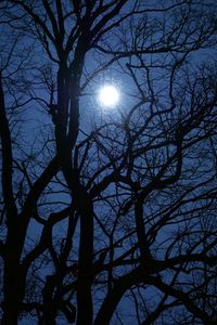 Preview wallpaper tree, branches, moon, night, dark
