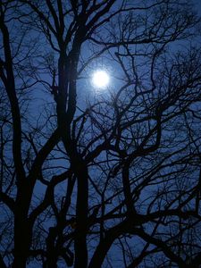 Preview wallpaper tree, branches, moon, night, dark