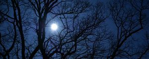 Preview wallpaper tree, branches, moon, night, dark