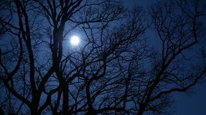 Preview wallpaper tree, branches, moon, night, dark