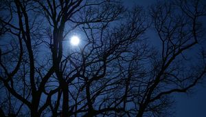Preview wallpaper tree, branches, moon, night, dark