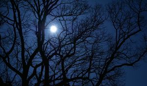Preview wallpaper tree, branches, moon, night, dark