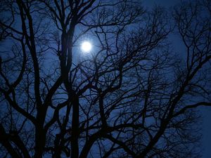 Preview wallpaper tree, branches, moon, night, dark