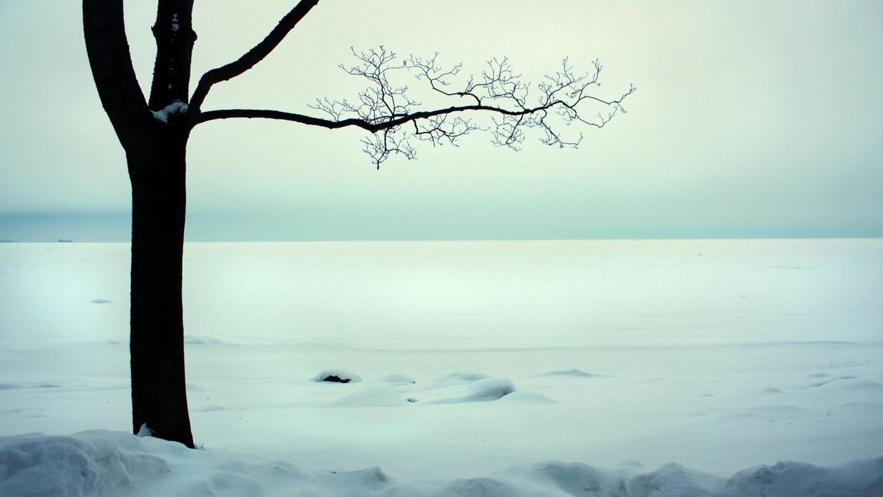 Wallpaper tree, branches, naked, snow, cold